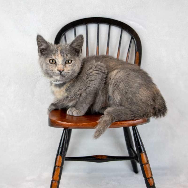 Enlarge Opal, an adopted mixed breed in Kennesaw, GA image 4/6