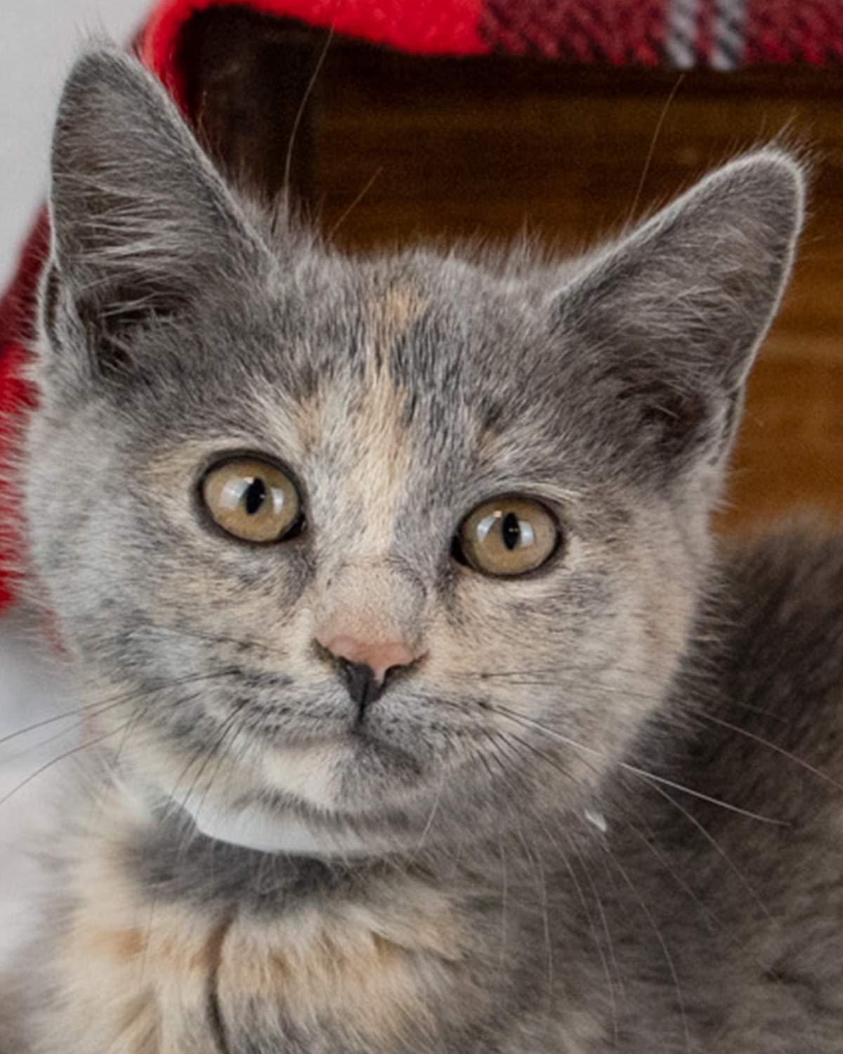 Opal, adopted, Kitten Female Domestic Short Hair & Dilute Tortoiseshell.