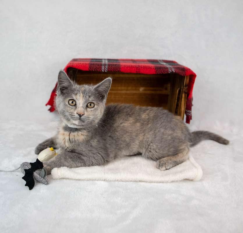 Enlarge Opal, an adopted mixed breed in Kennesaw, GA image 6/6