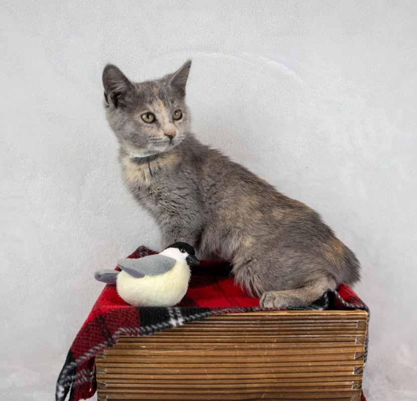 Enlarge Opal, an adopted mixed breed in Kennesaw, GA image 3/6