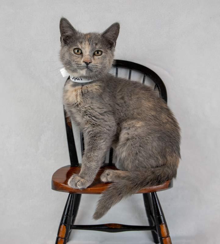 Enlarge Opal, an adopted mixed breed in Kennesaw, GA image 5/6