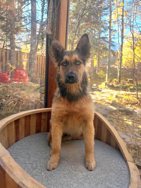 Romi, Adoptable, Adult Female Mixed Breed.