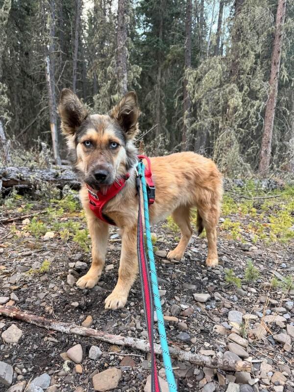Enlarge Romi, a Adoptable Mixed Breed in Exshaw, AB image 2/2
