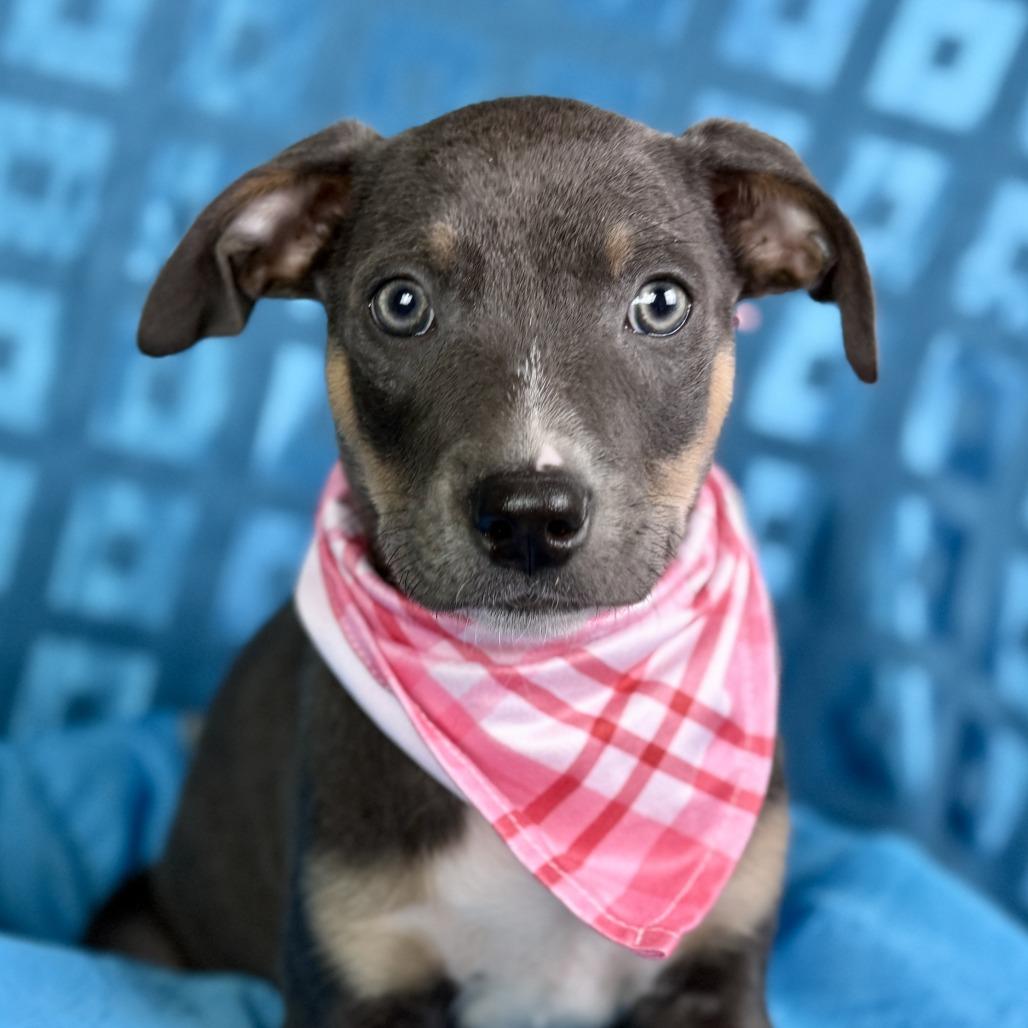Azalea, Adoptable, Puppy Female Terrier & Mixed Breed.