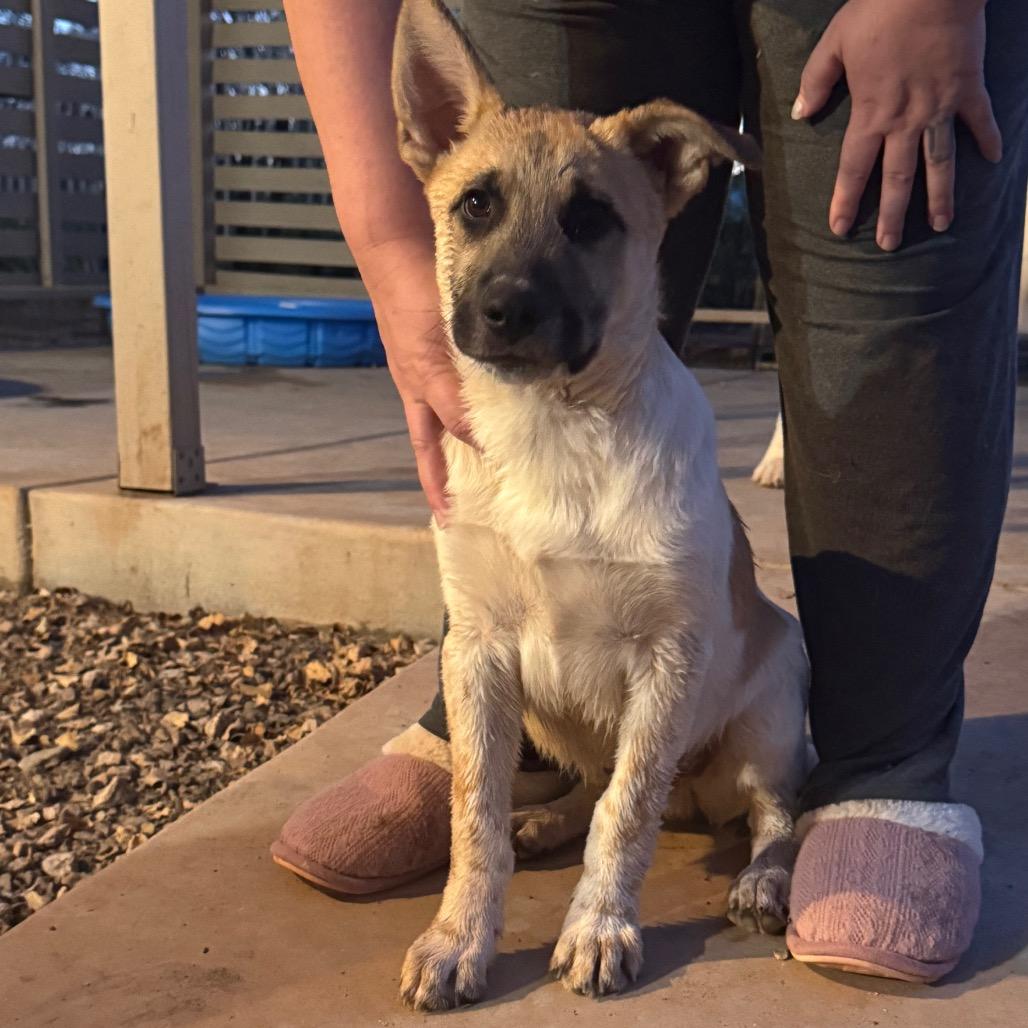 Chance, Adoptable, Puppy Male Cattle Dog.