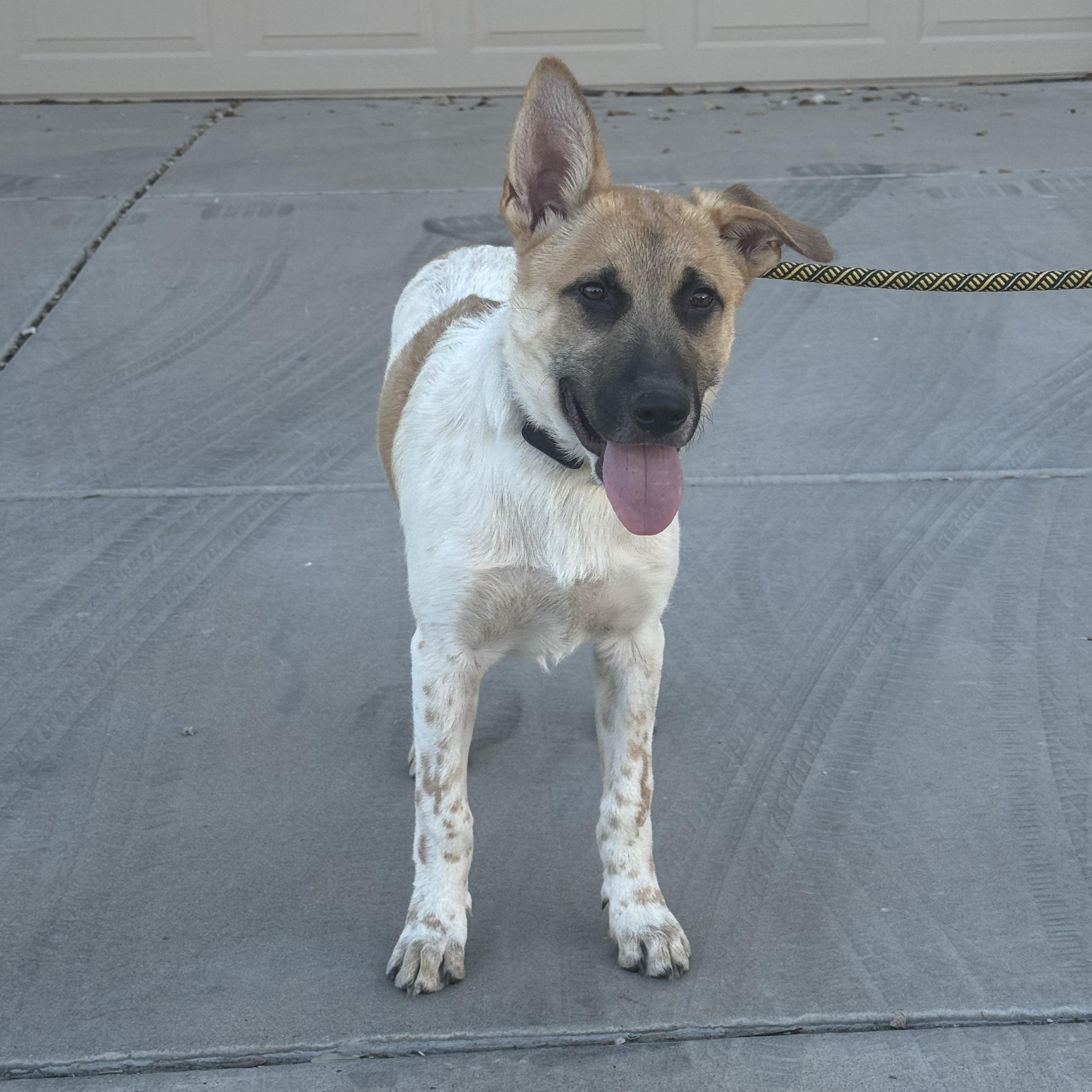 Enlarge Chance, an adopted Cattle Dog in Tonopah, AZ image 2/3