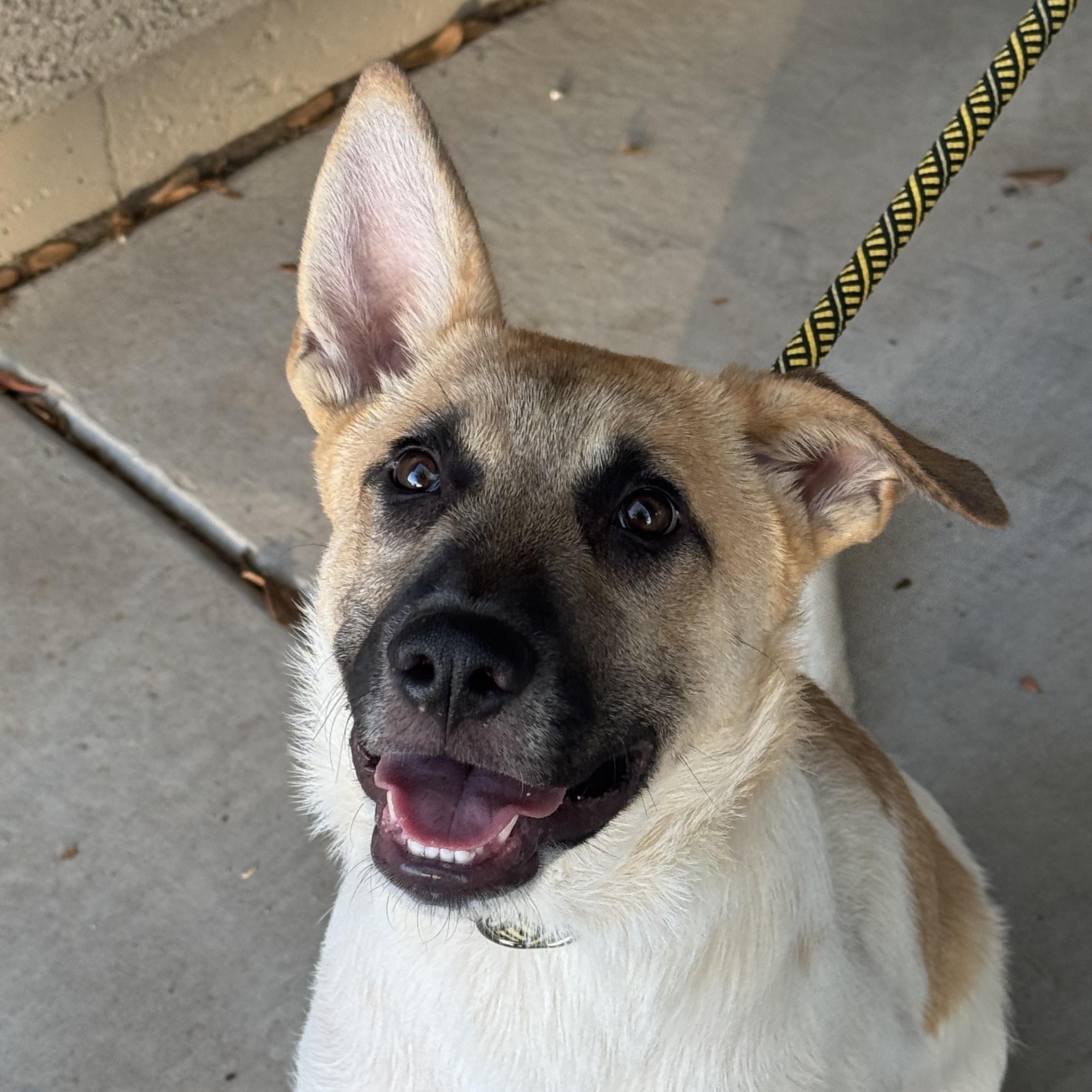 Enlarge Chance, an adopted Cattle Dog in Tonopah, AZ image 1/3