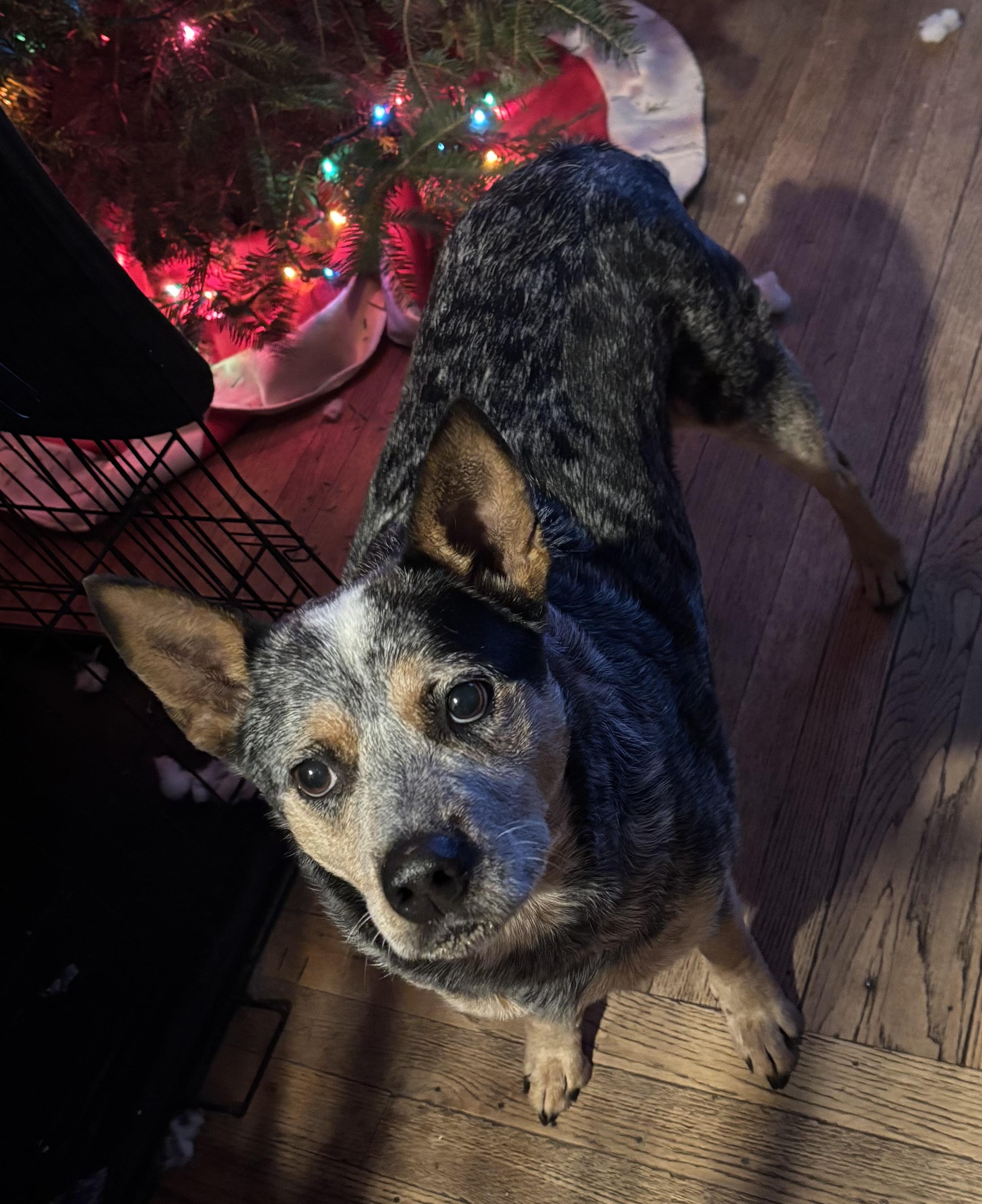 Roscoe, ADOPTABLE, Adult Male Australian Cattle Dog / Blue Heeler.