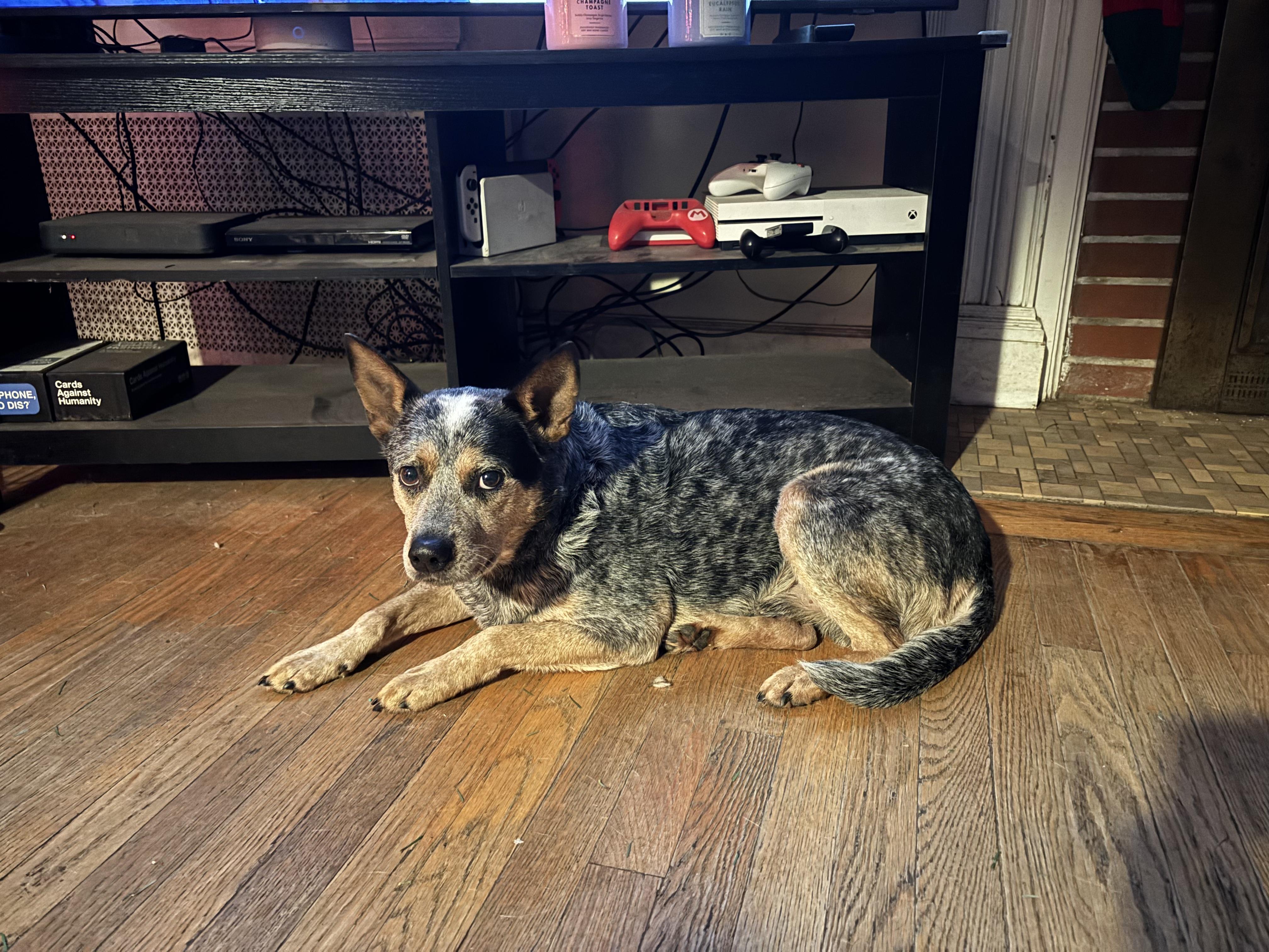 Enlarge Roscoe, a ADOPTABLE Australian Cattle Dog / Blue Heeler in Hempstead, NY image 2/3