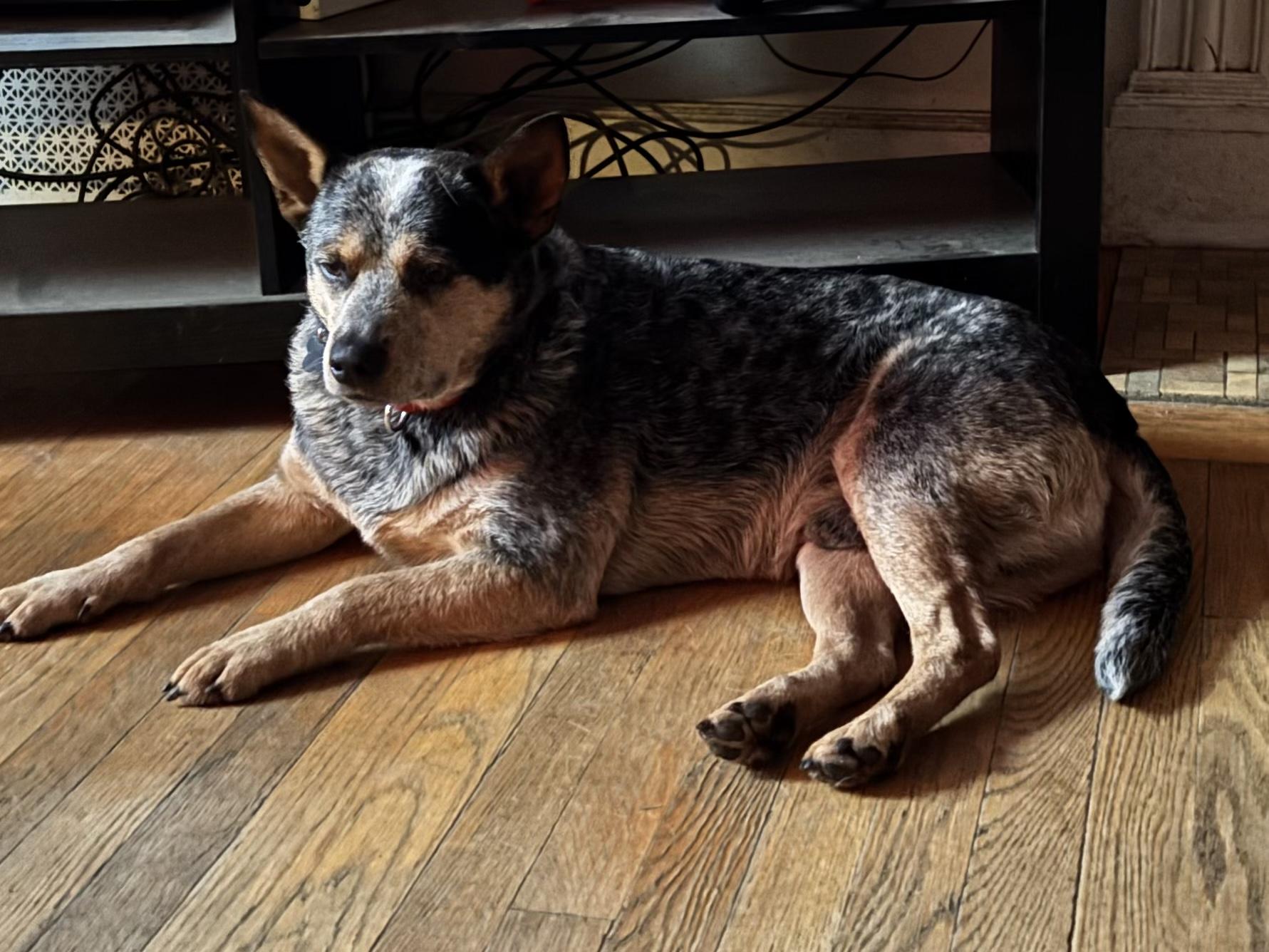 Enlarge Roscoe, a ADOPTABLE Australian Cattle Dog / Blue Heeler in Hempstead, NY image 3/3