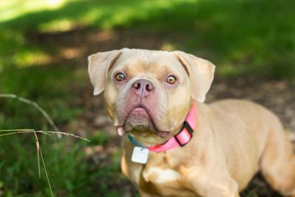 Enlarge Drizzle- In Foster Home, a Adopted Mixed Breed in Hamilton, OH image 2/3