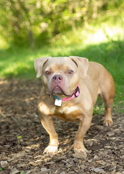 Drizzle- In Foster Home, Adopted, Young Female Mixed Breed.