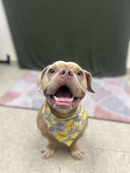 Enlarge Drizzle- In Foster Home, a Adopted Mixed Breed in Hamilton, OH image 3/3