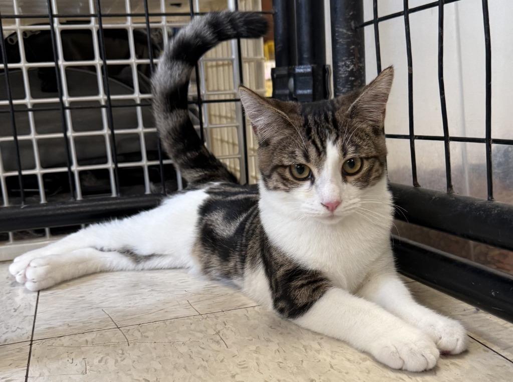 Enlarge Hobbes, a Adoptable mixed breed in Lemoore, CA image 1/2