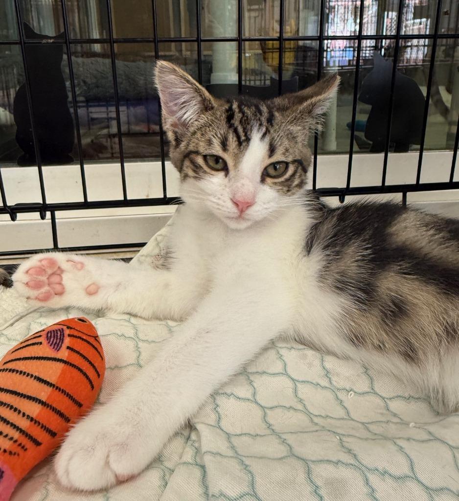 Hobbes, Adoptable, Kitten Male Domestic Short Hair.