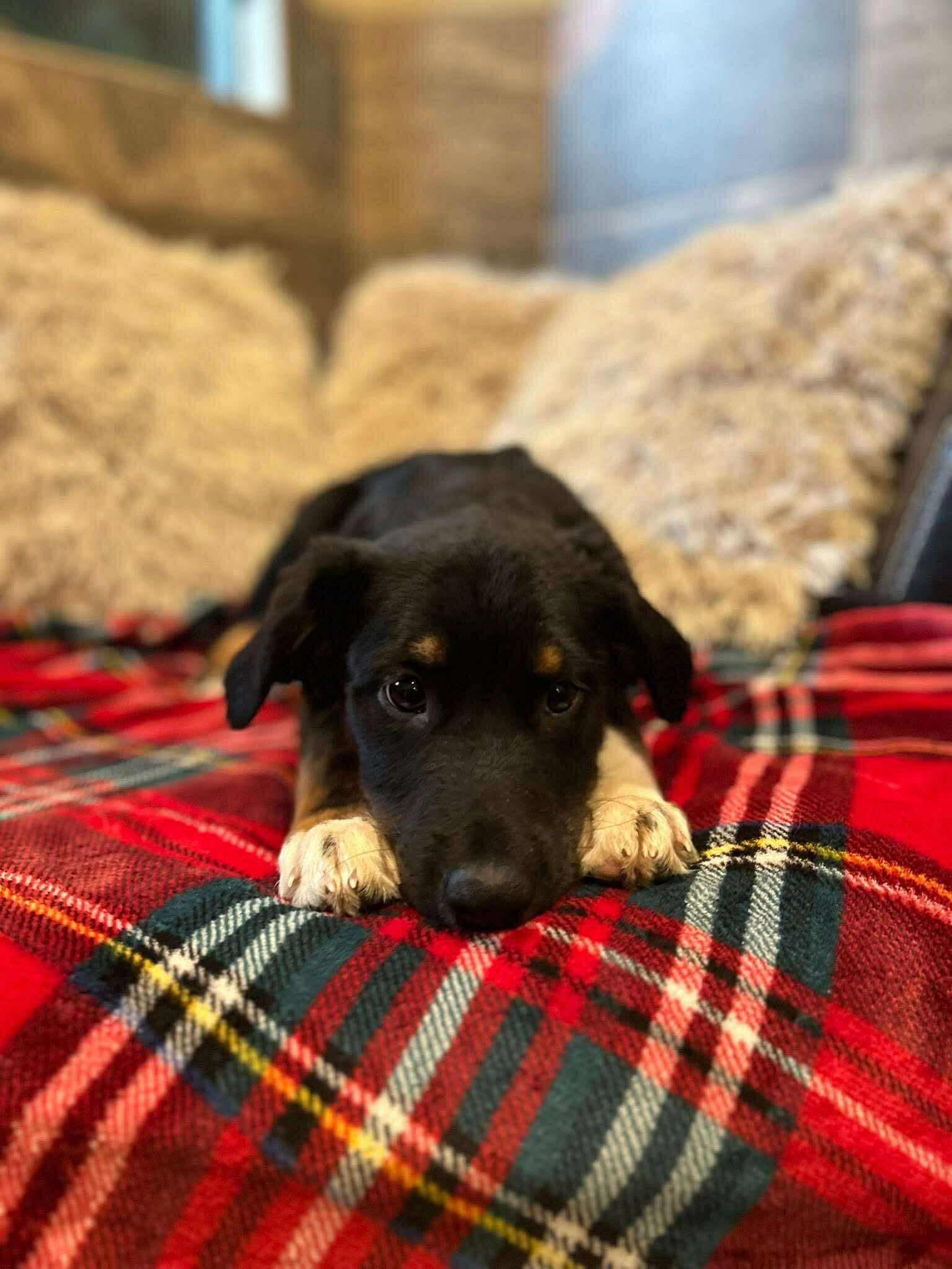 Enlarge Maui, a ADOPTABLE mixed breed in Faribault, MN image 1/5