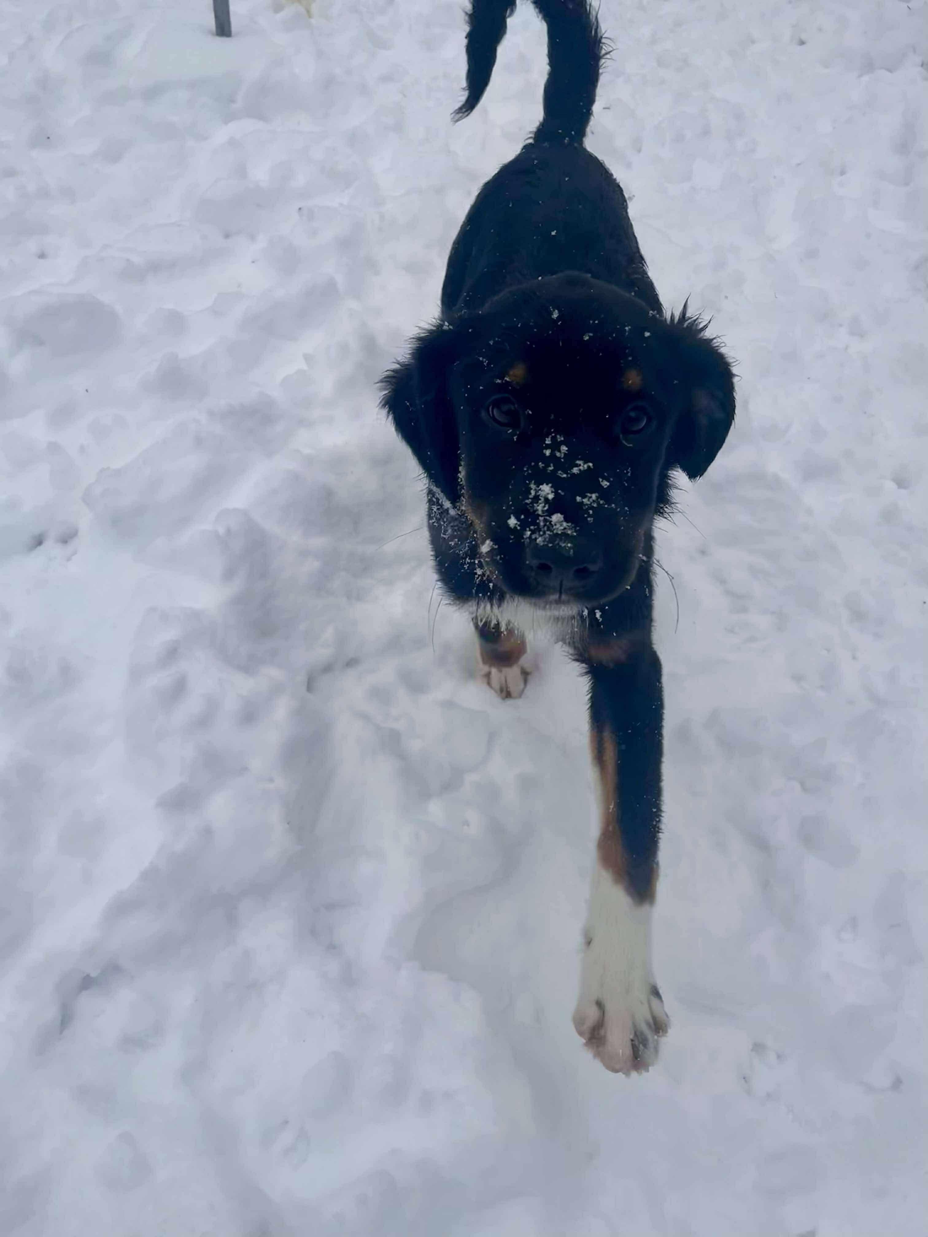 Enlarge Maui, a ADOPTABLE mixed breed in Faribault, MN image 2/5