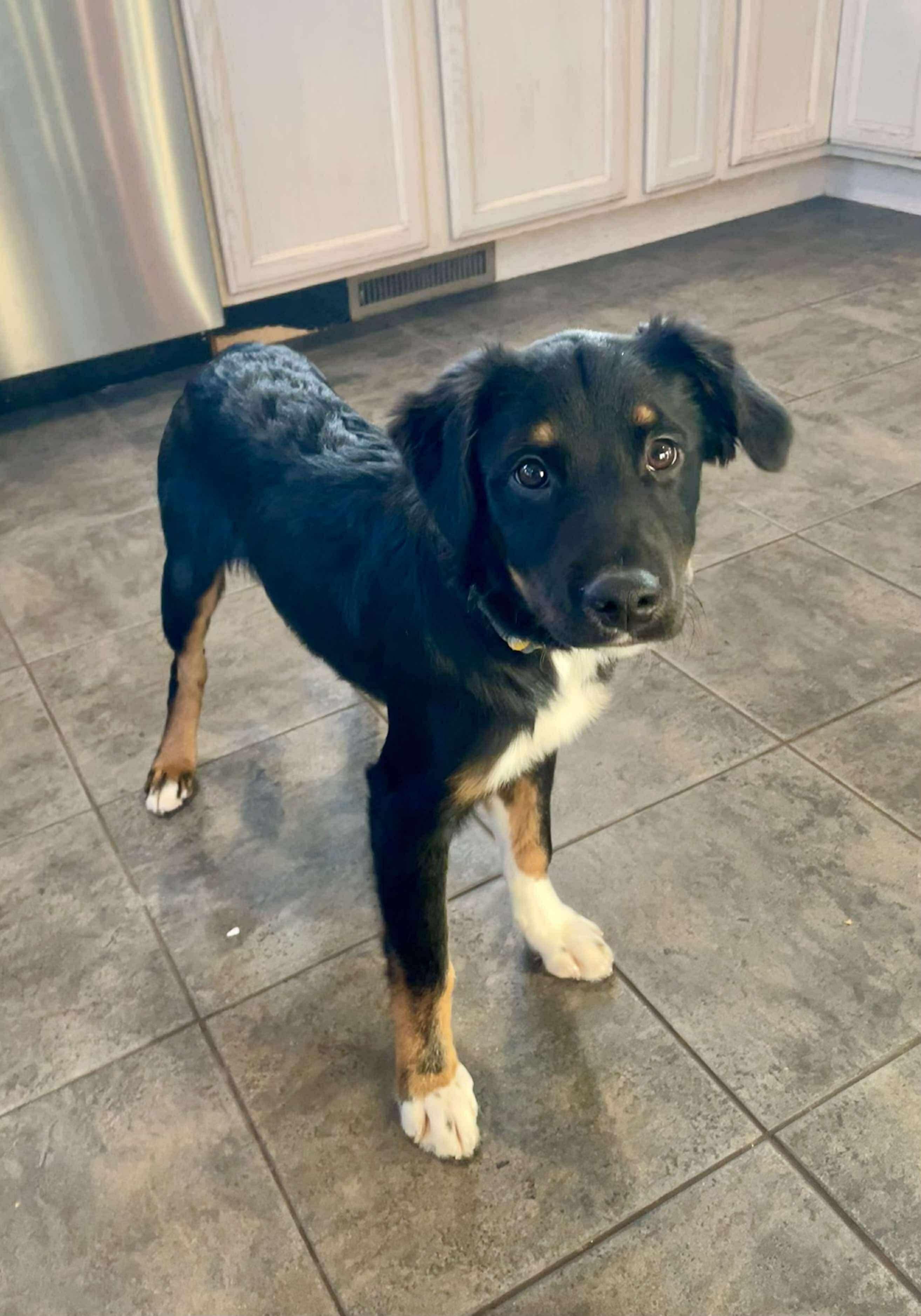 Enlarge Maui, a ADOPTABLE mixed breed in Faribault, MN image 4/5