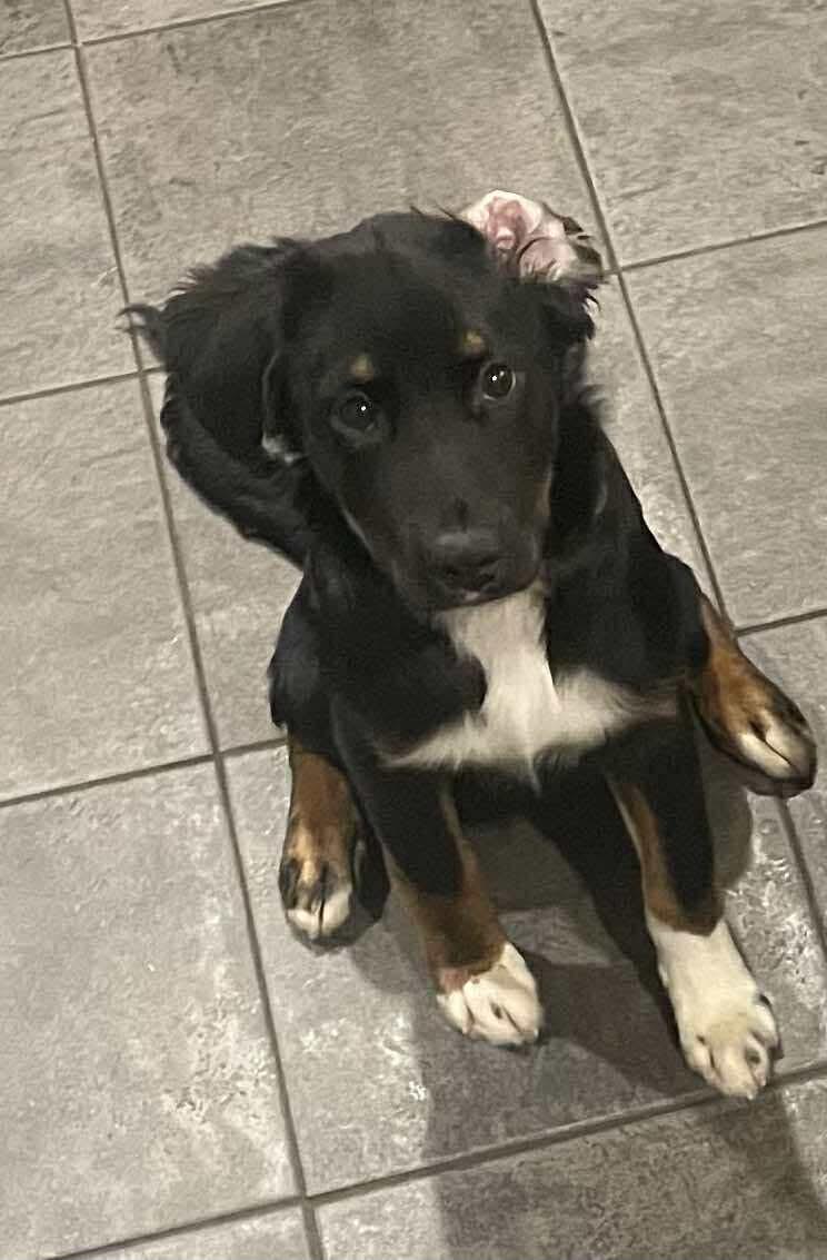 Enlarge Maui, a ADOPTABLE mixed breed in Faribault, MN image 5/5