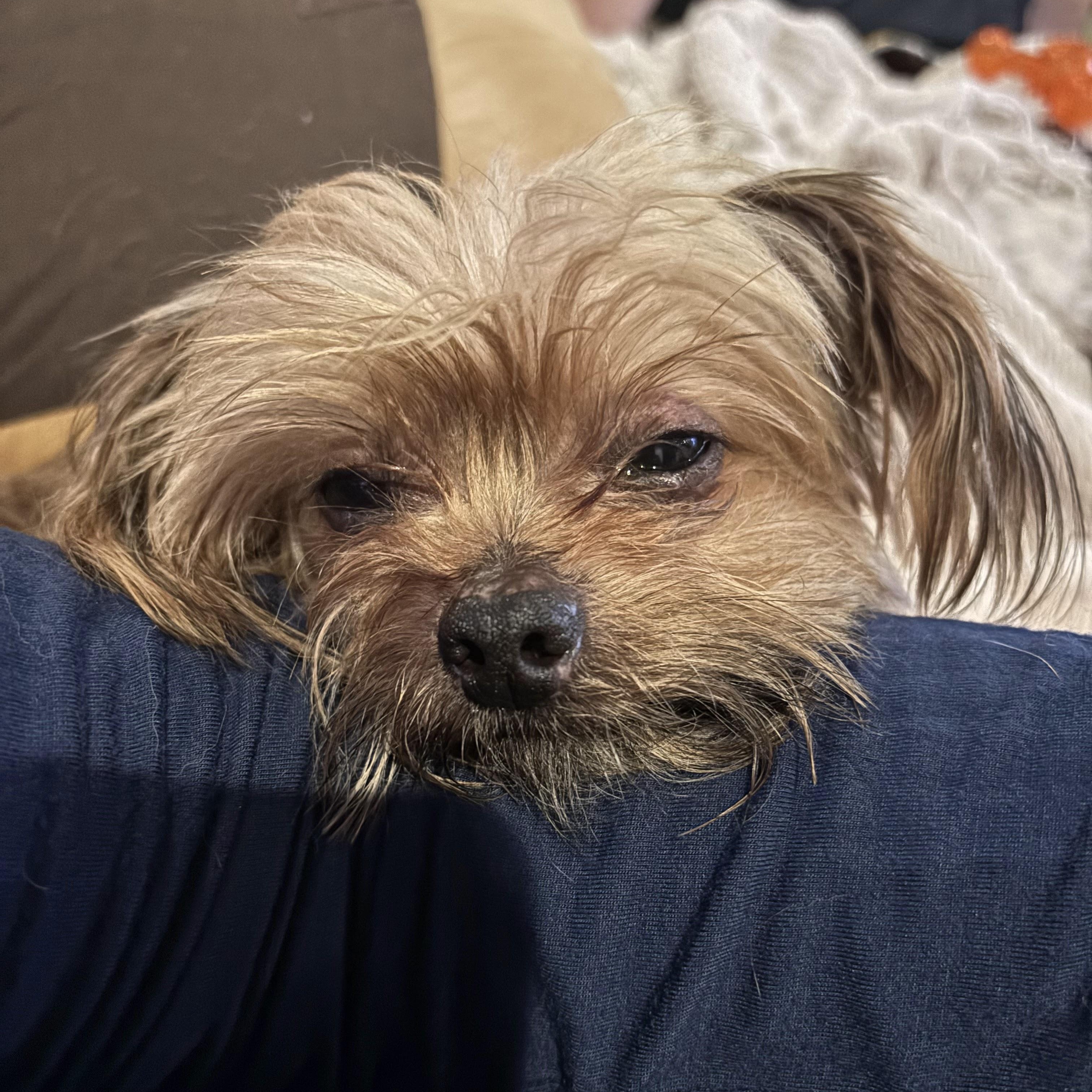 Enlarge Graham Cracker, a ADOPTABLE mixed breed in New Orleans, LA image 4/4
