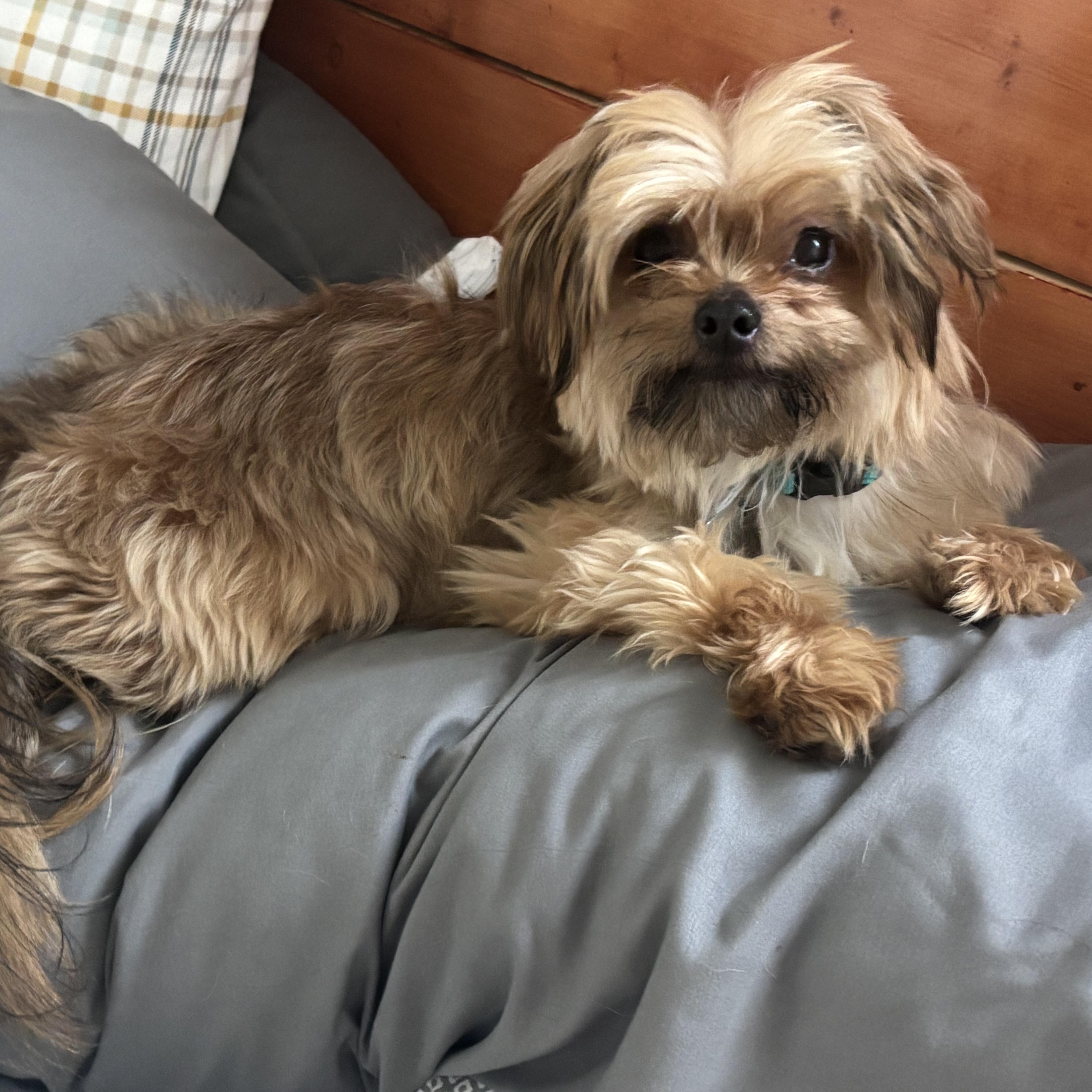 Enlarge Graham Cracker, a ADOPTABLE mixed breed in New Orleans, LA image 2/4