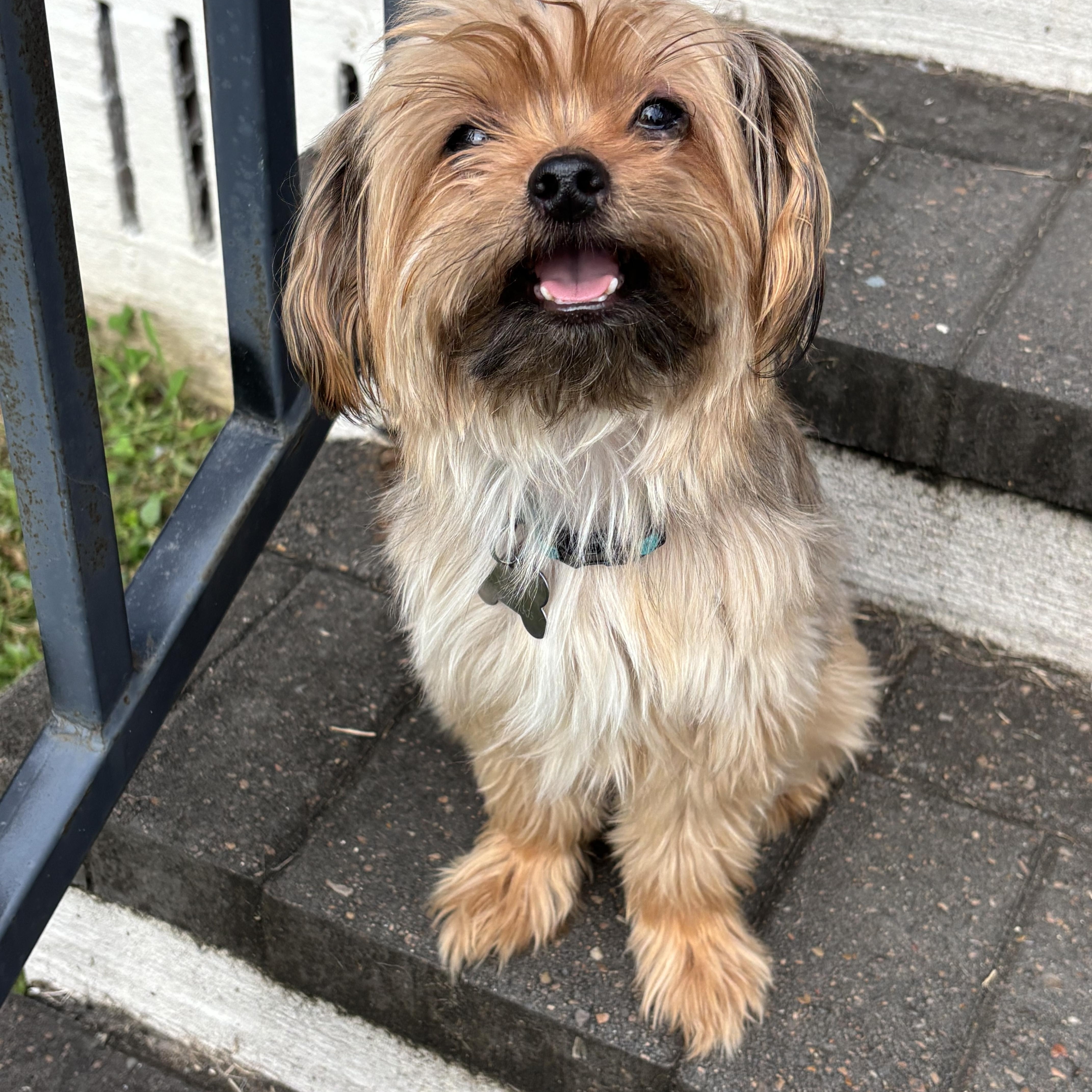 Enlarge Graham Cracker, a ADOPTABLE mixed breed in New Orleans, LA image 1/4