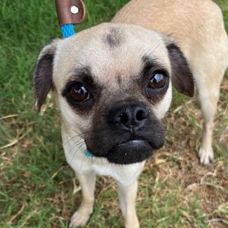 Enlarge Gherkin, a Adoptable mixed breed in Los Angeles, CA image 1/5