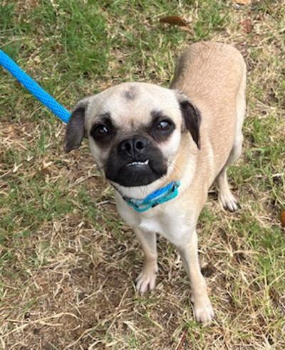 Enlarge Gherkin, a Adoptable mixed breed in Los Angeles, CA image 2/5