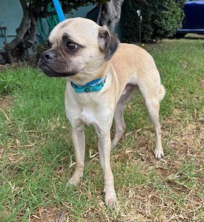 Enlarge Gherkin, a Adoptable mixed breed in Los Angeles, CA image 3/5