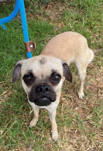 Enlarge Gherkin, a Adoptable mixed breed in Los Angeles, CA image 4/5