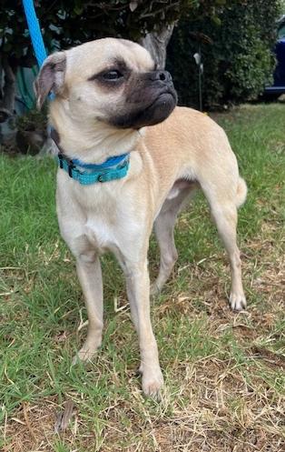 Enlarge Gherkin, a Adoptable mixed breed in Los Angeles, CA image 5/5