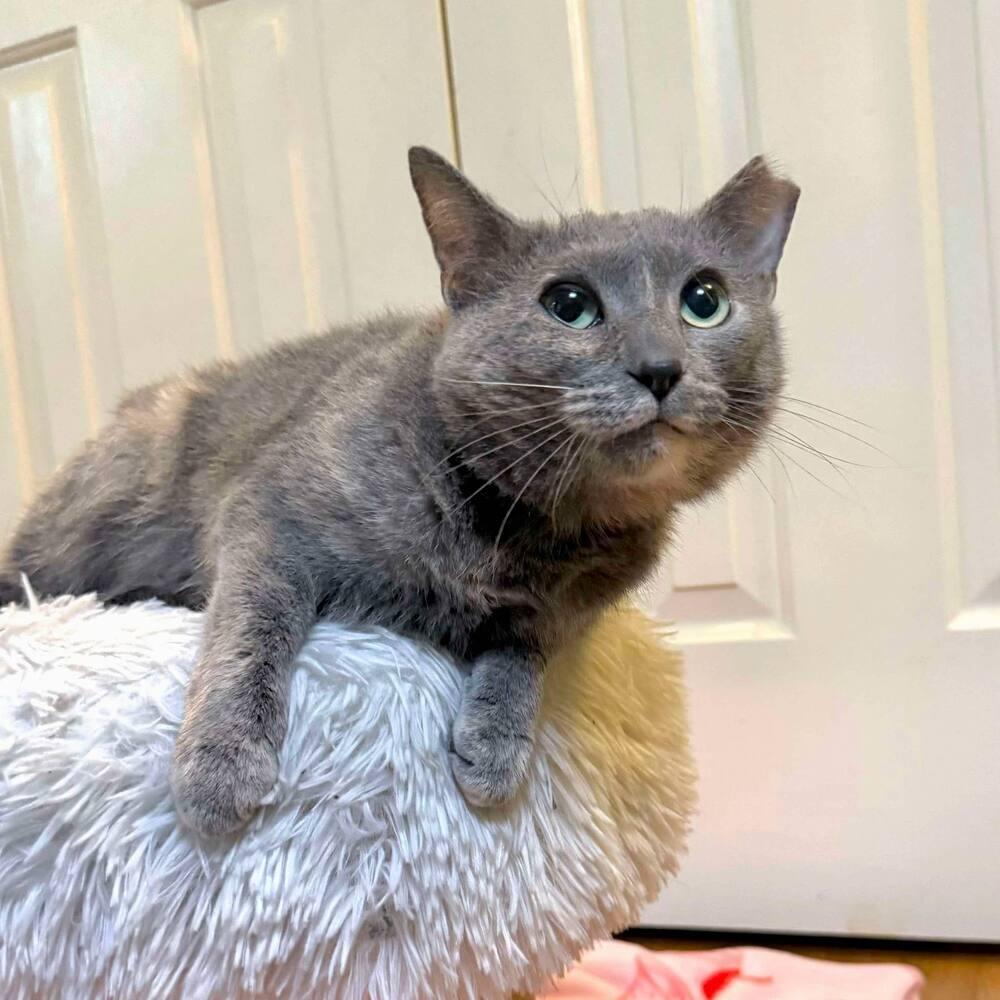 Enlarge Fawn, a Adoptable Domestic Short Hair in Raleigh, NC image 1/6