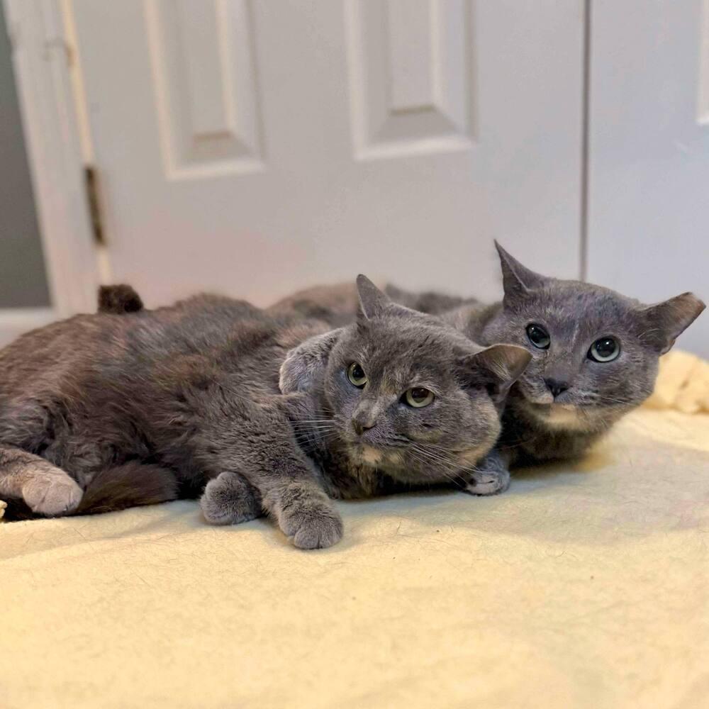 Fawn, Adoptable, Young Female Domestic Short Hair.