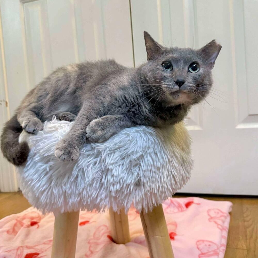 Enlarge Fawn, a Adoptable Domestic Short Hair in Raleigh, NC image 3/6