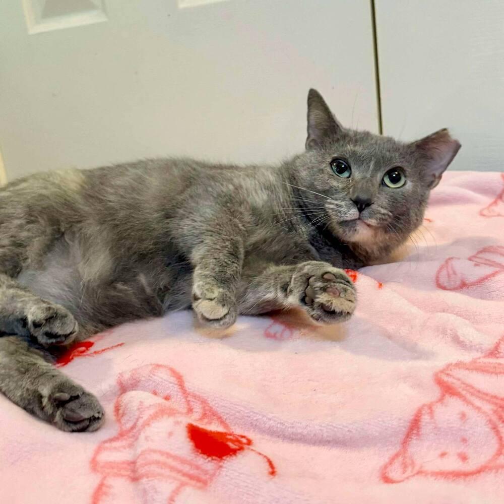 Enlarge Fawn, a Adoptable Domestic Short Hair in Raleigh, NC image 4/6