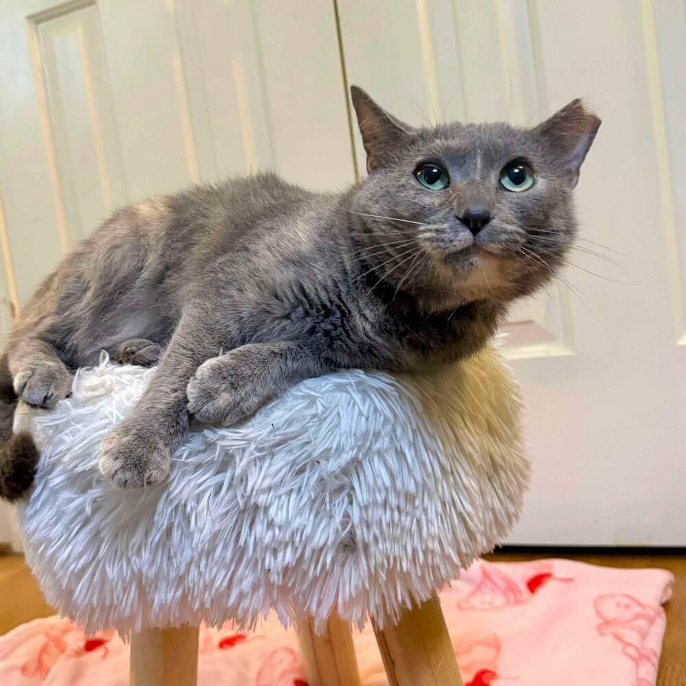 Enlarge Fawn, a Adoptable Domestic Short Hair in Raleigh, NC image 5/6