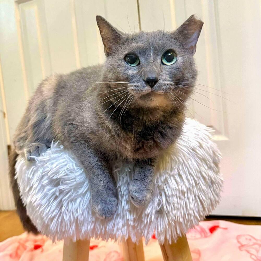 Enlarge Fawn, a Adoptable Domestic Short Hair in Raleigh, NC image 6/6