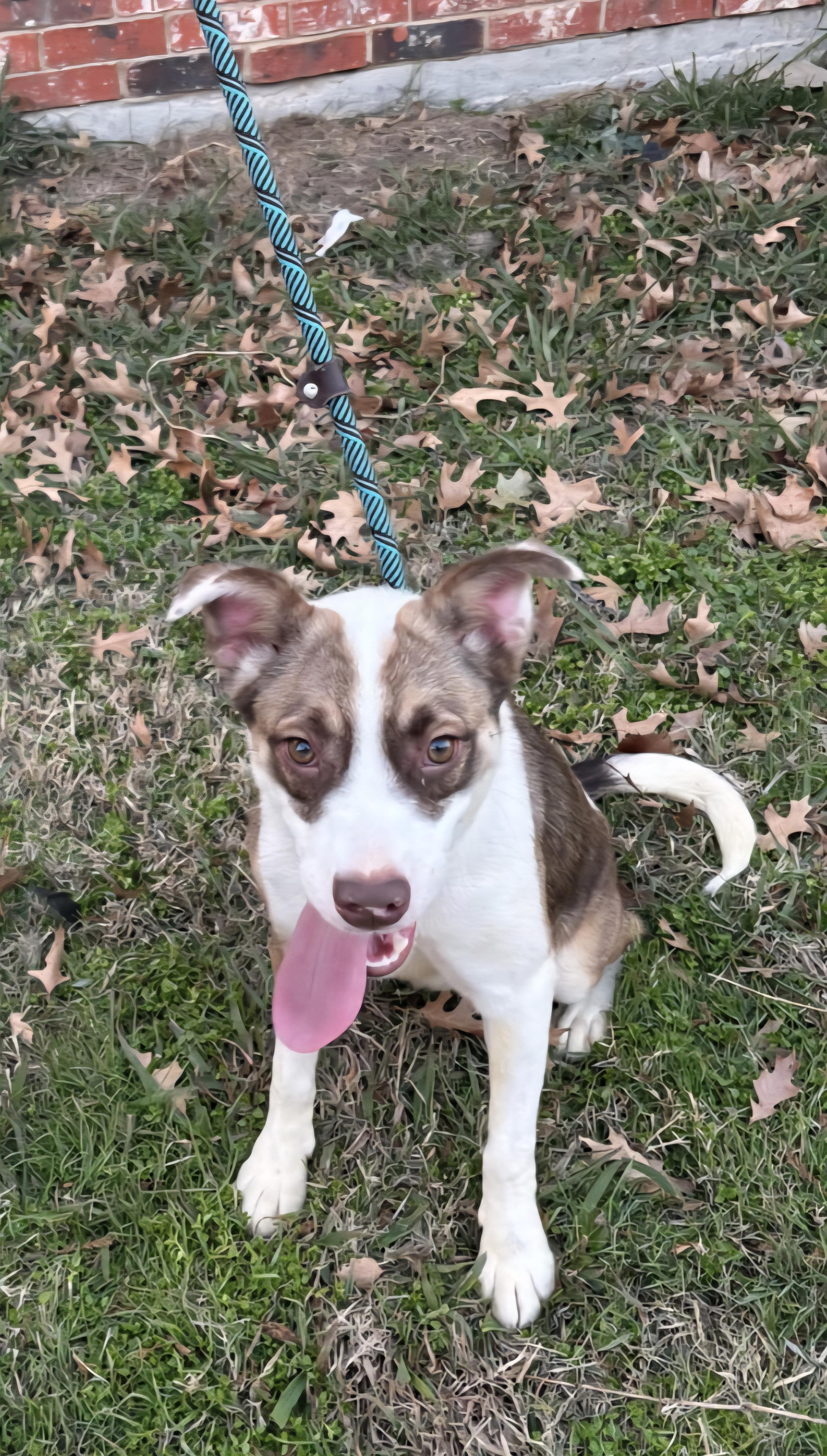 Cannoli, Adoptable, Young Female Australian Cattle Dog / Blue Heeler.