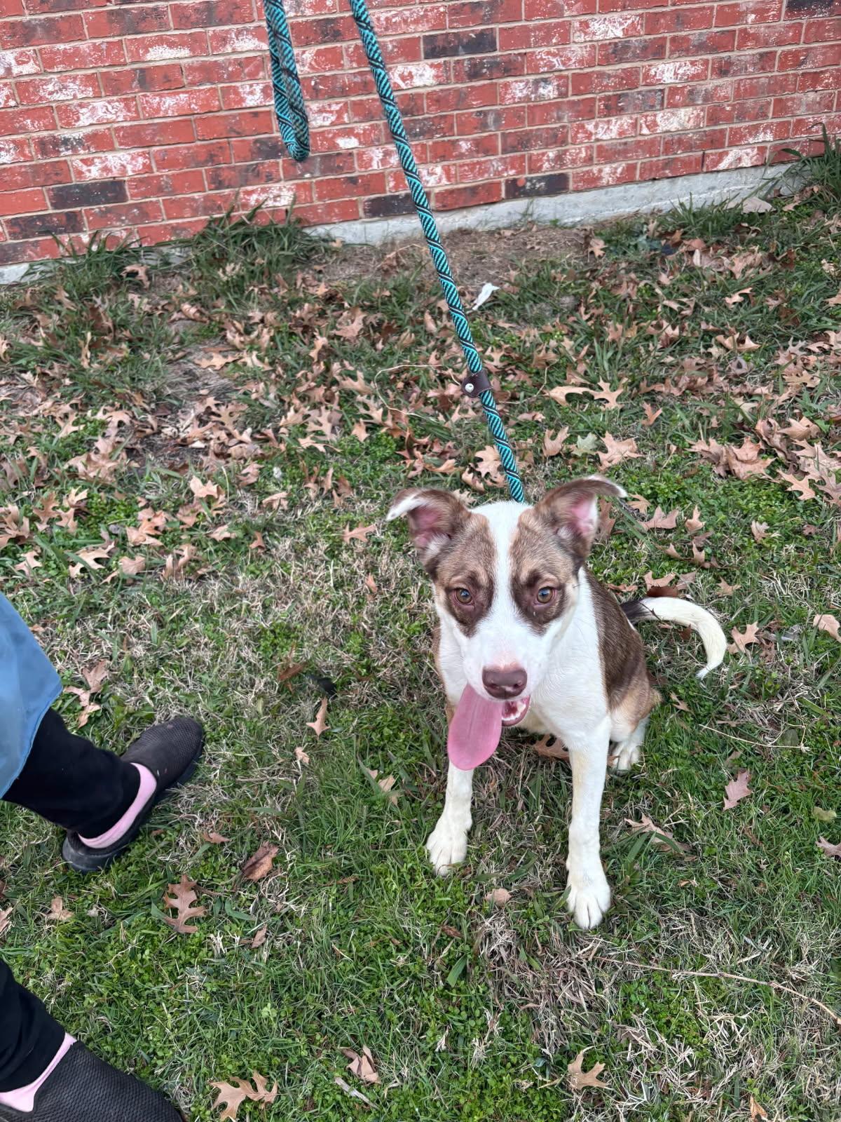 Enlarge Cannoli, a Adoptable Australian Cattle Dog / Blue Heeler in Plano, TX image 2/2
