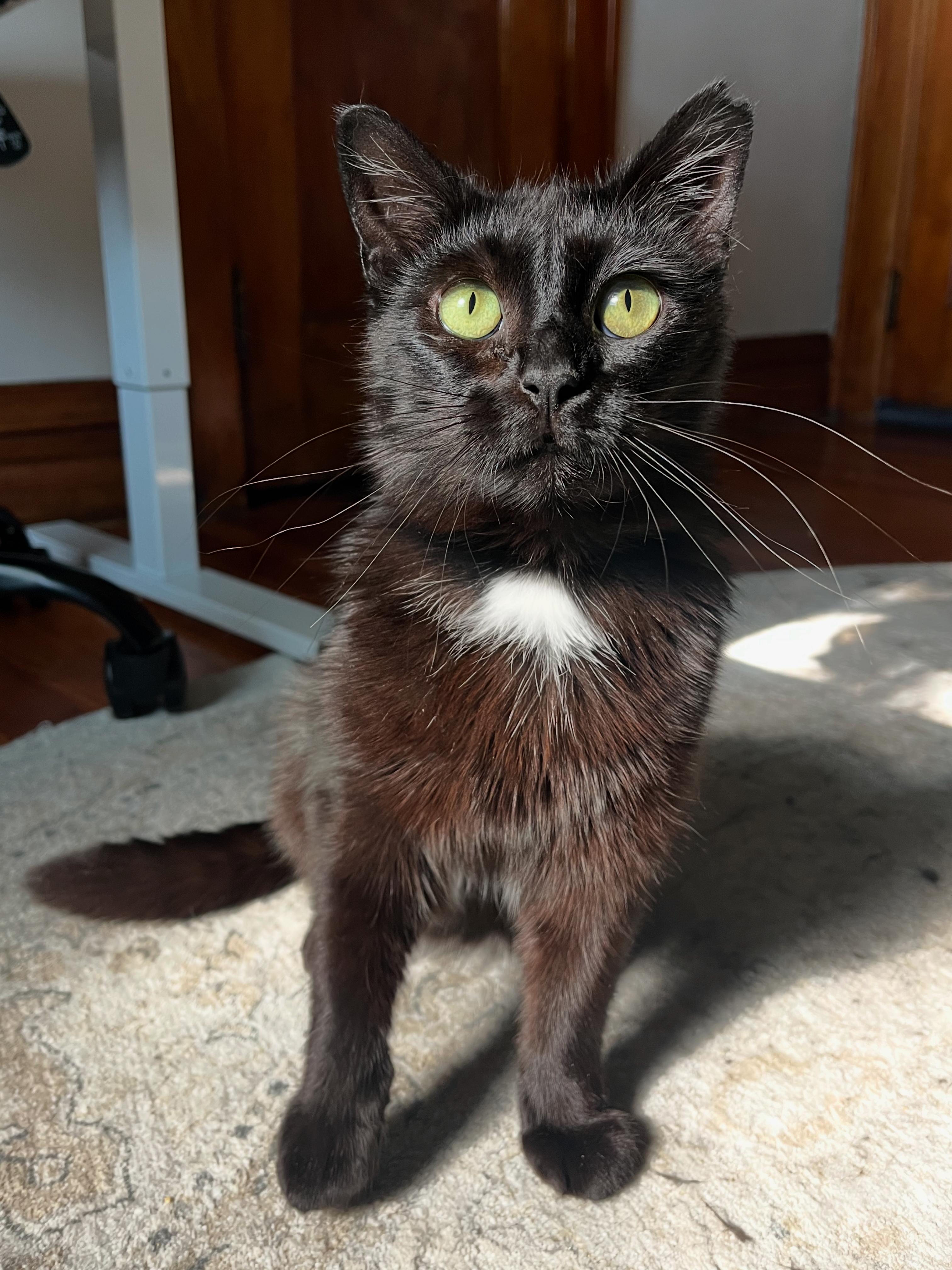 Bat, adopted, Young Female Domestic Short Hair.