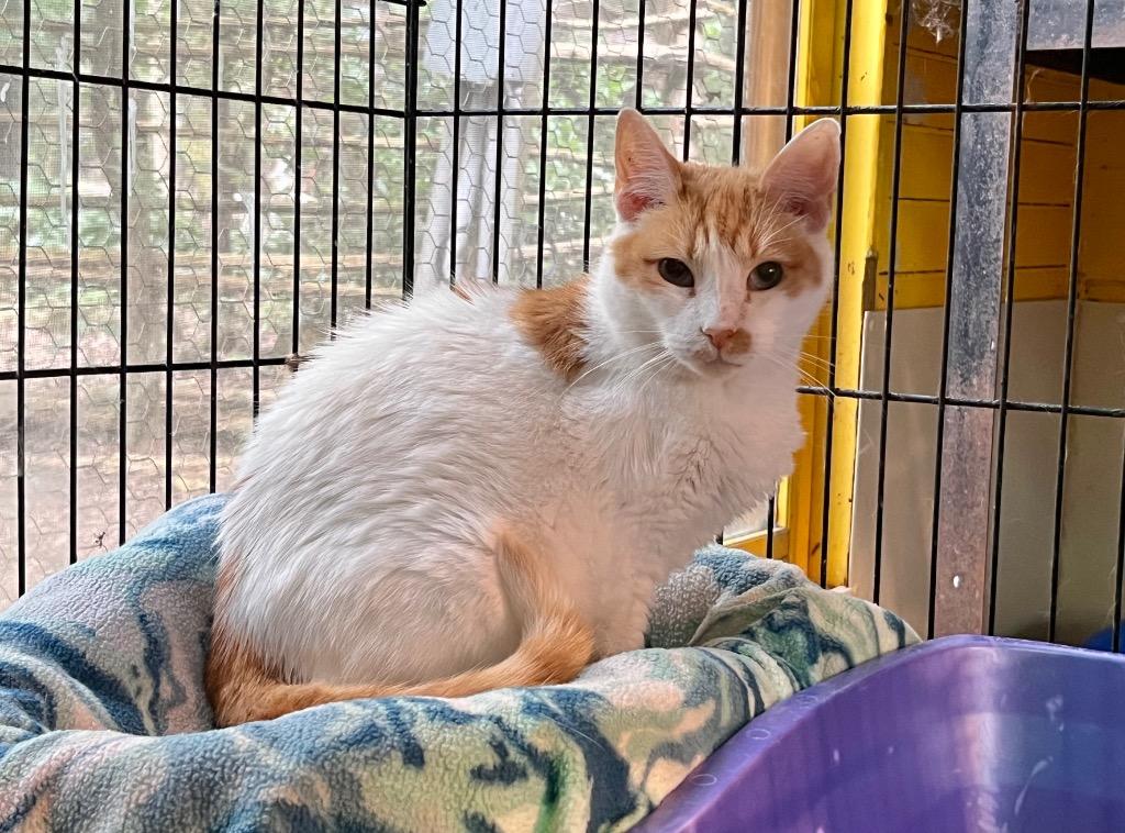 Rebecca (Sponsored), Adoptable, Senior Female Domestic Short Hair.