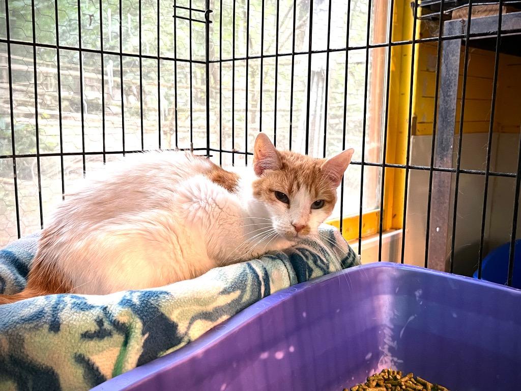 Enlarge Rebecca (Sponsored), a Adoptable mixed breed in Pittsboro, NC image 2/3