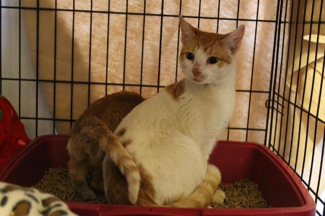 Enlarge Rebecca (Sponsored), a Adoptable mixed breed in Pittsboro, NC image 3/3