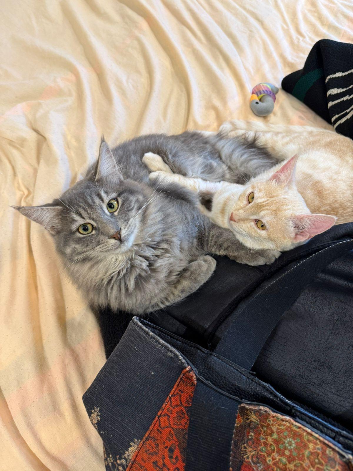 Nala & Simba: BONDED PAIR