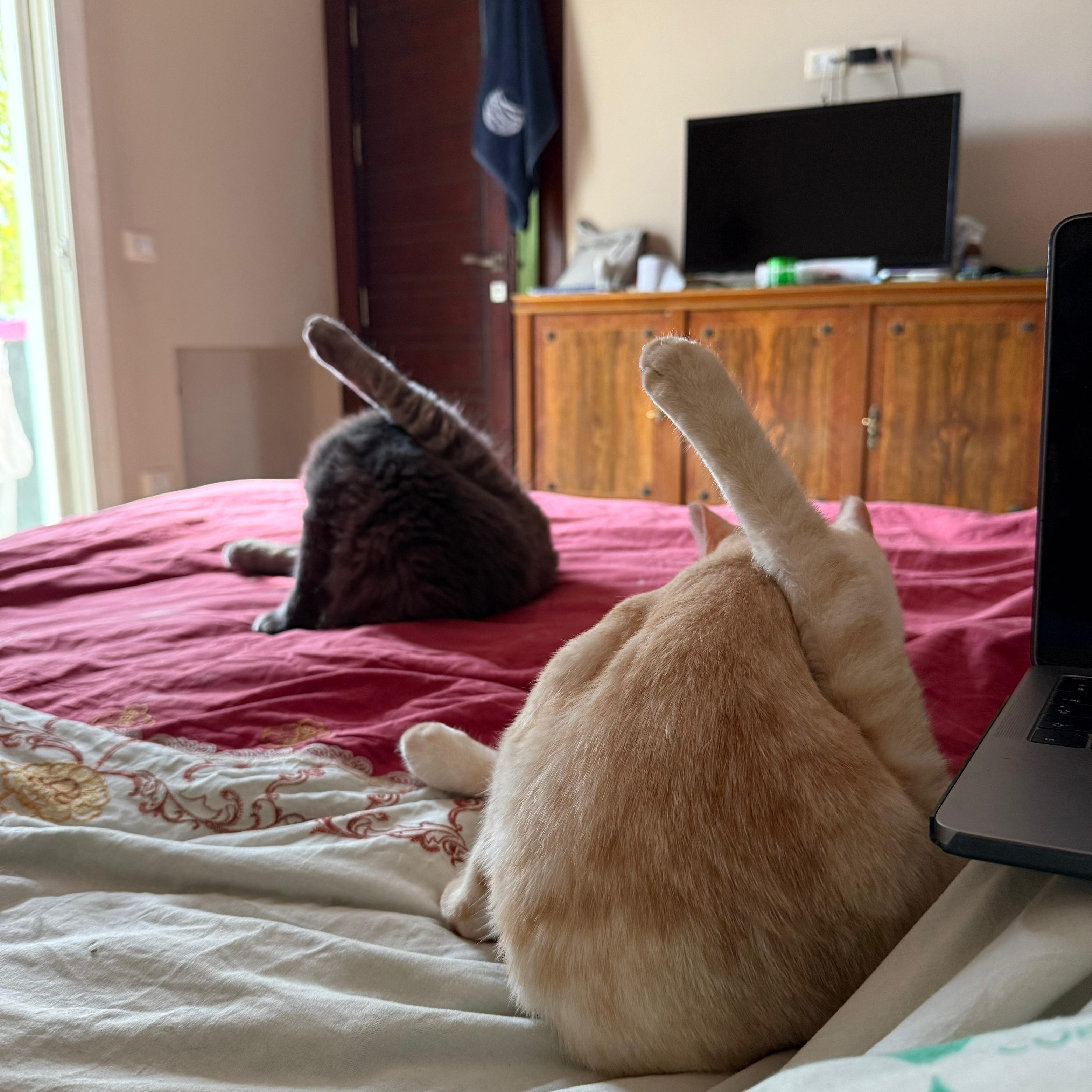 Nala & Simba: BONDED PAIR photo 1