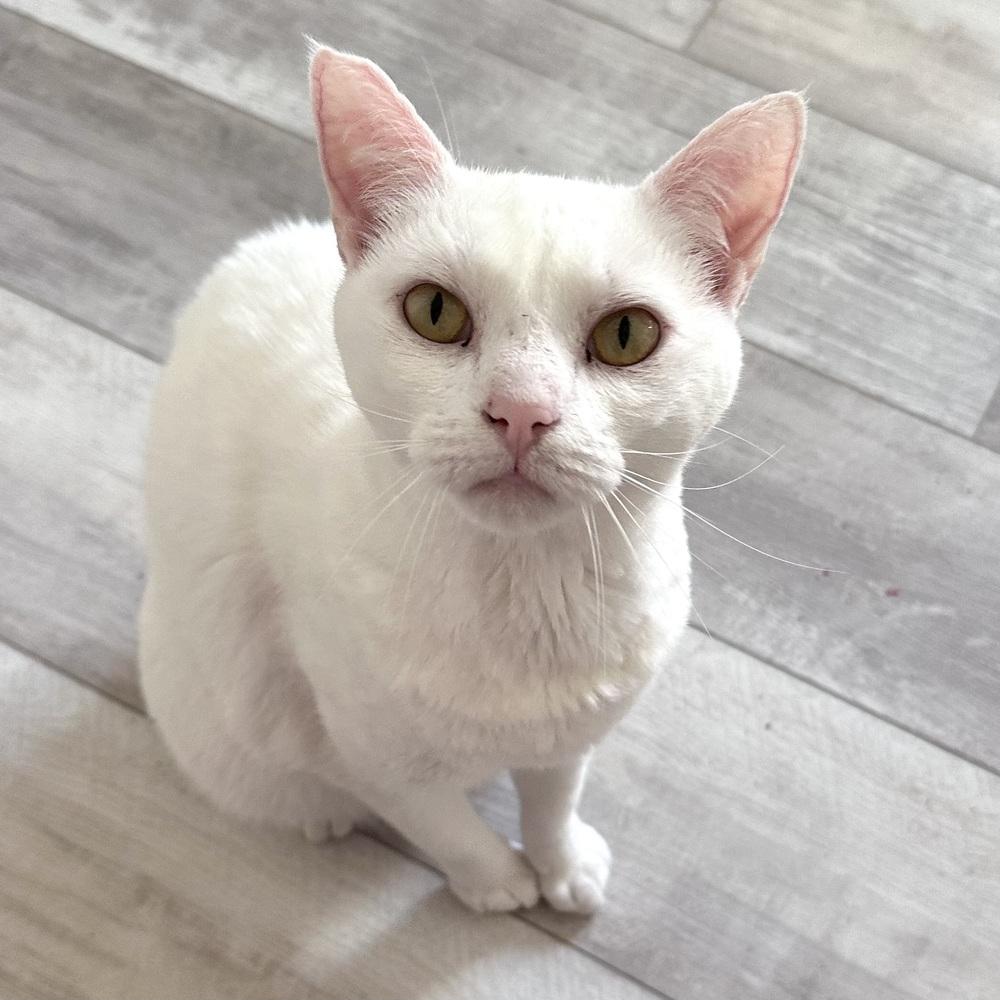 Enlarge Bono, a Adoptable mixed breed in Panama City Beach, FL image 1/2