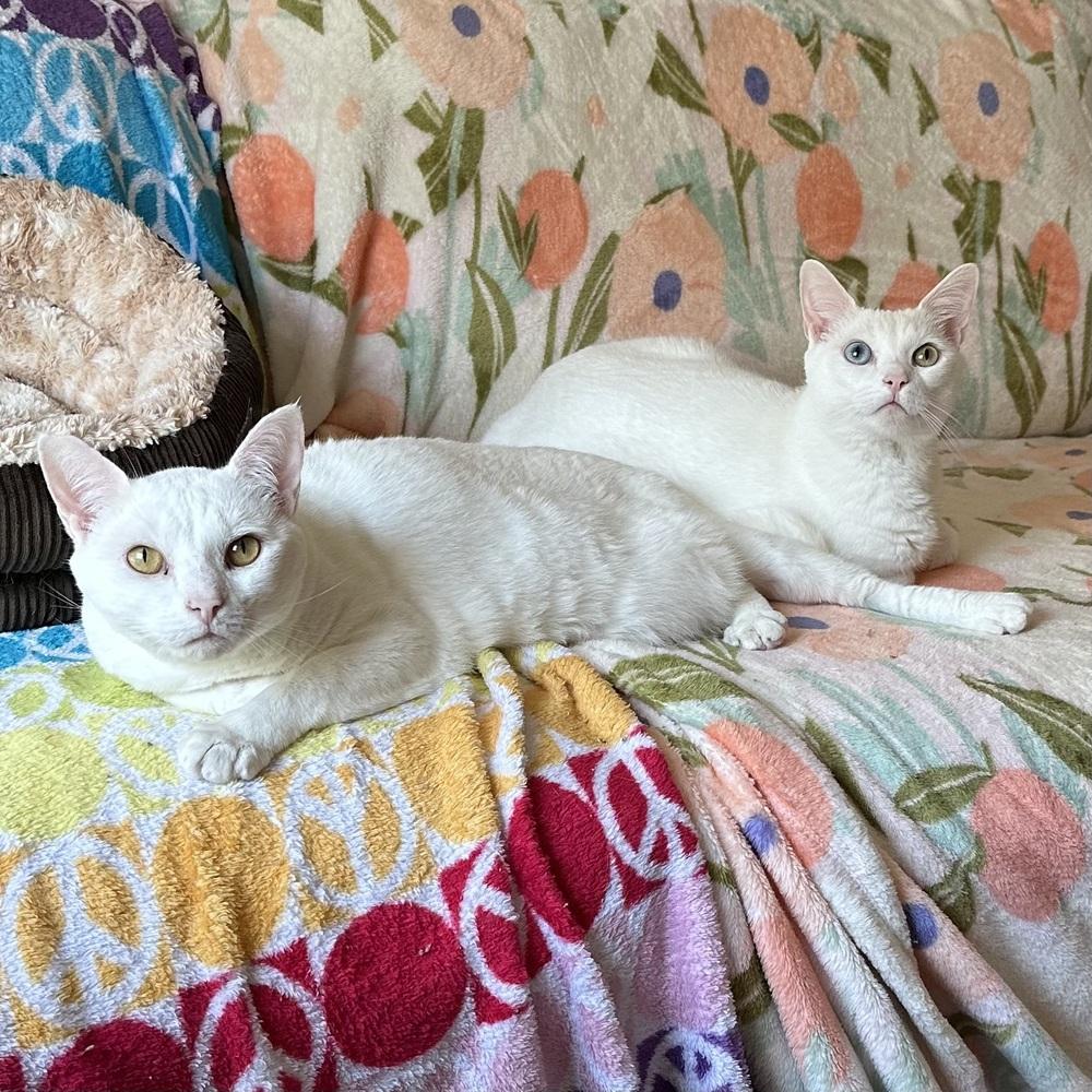 Bono — thumbnail 2