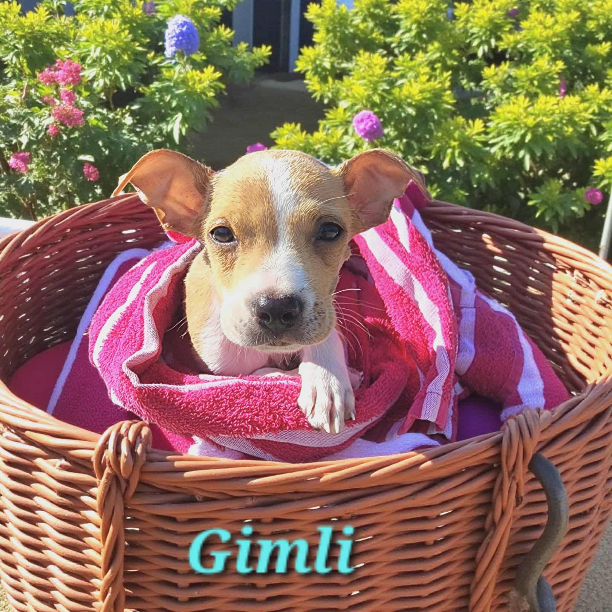 Gimli