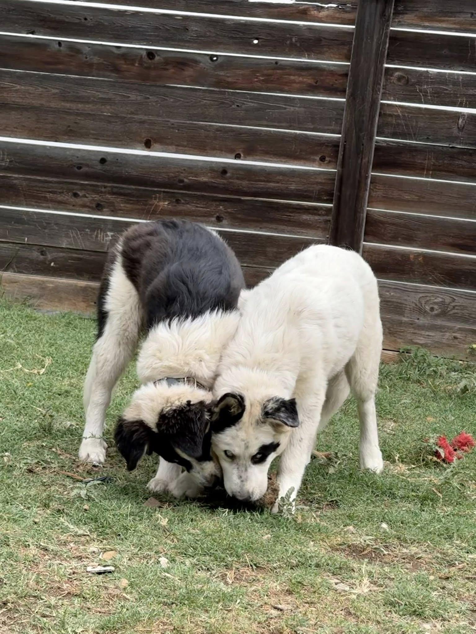 Enlarge Wendy, a Adoptable mixed breed in Pflugerville, TX image 4/4