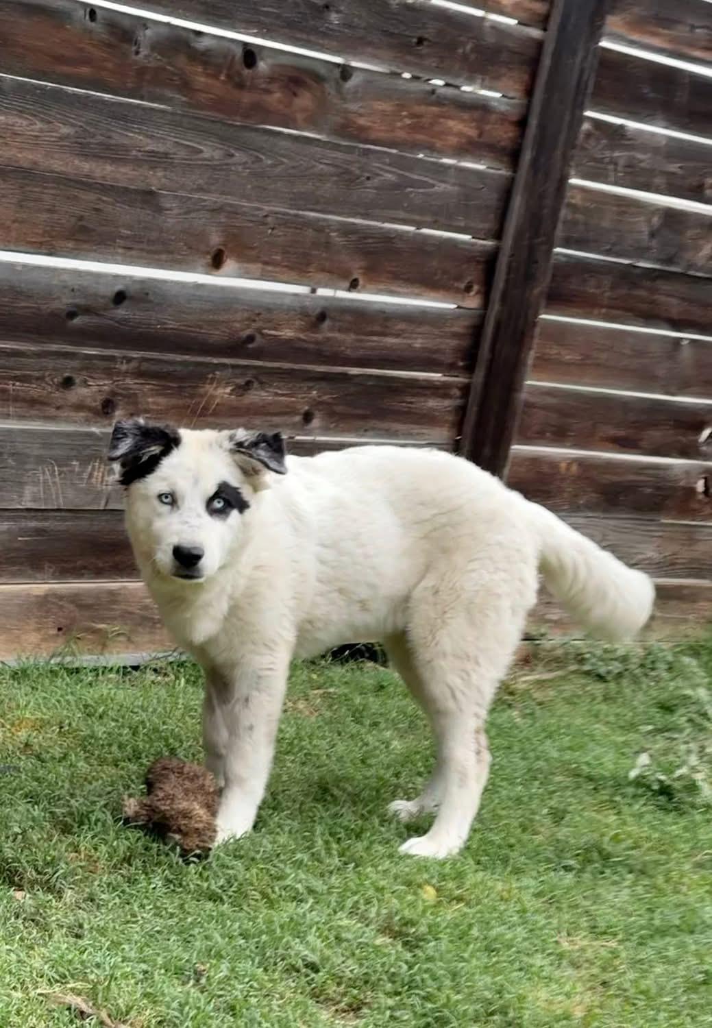 Wendy, Adoptable, Puppy Female Great Pyrenees & Husky.